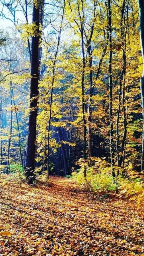 Eco Dom V Lesu ξενώνας Bila Krynytsia Εξωτερικό φωτογραφία